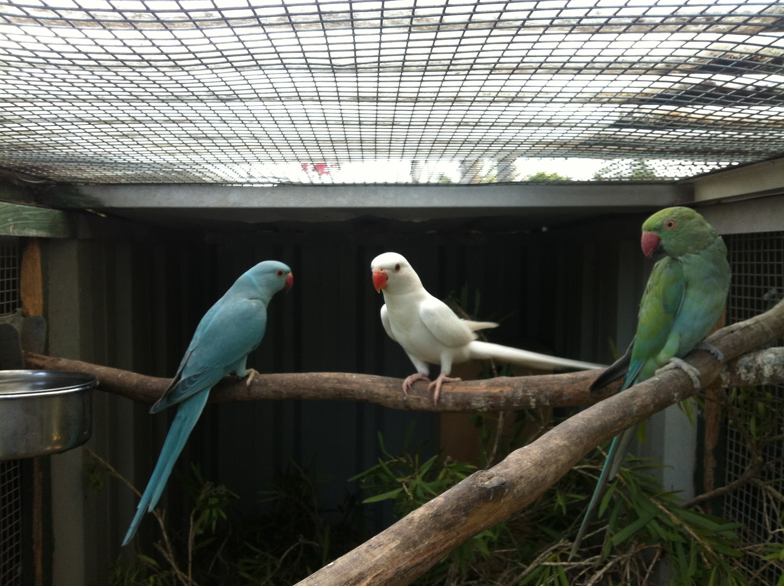Parrot Breeding Green Cheeked Conure Chicks Leg Banding